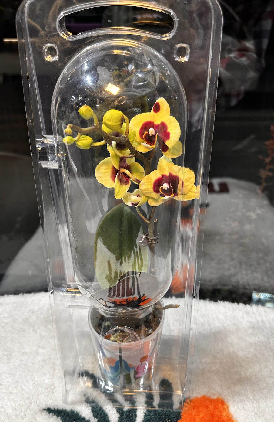 Орхидея в горшке белая (живая)