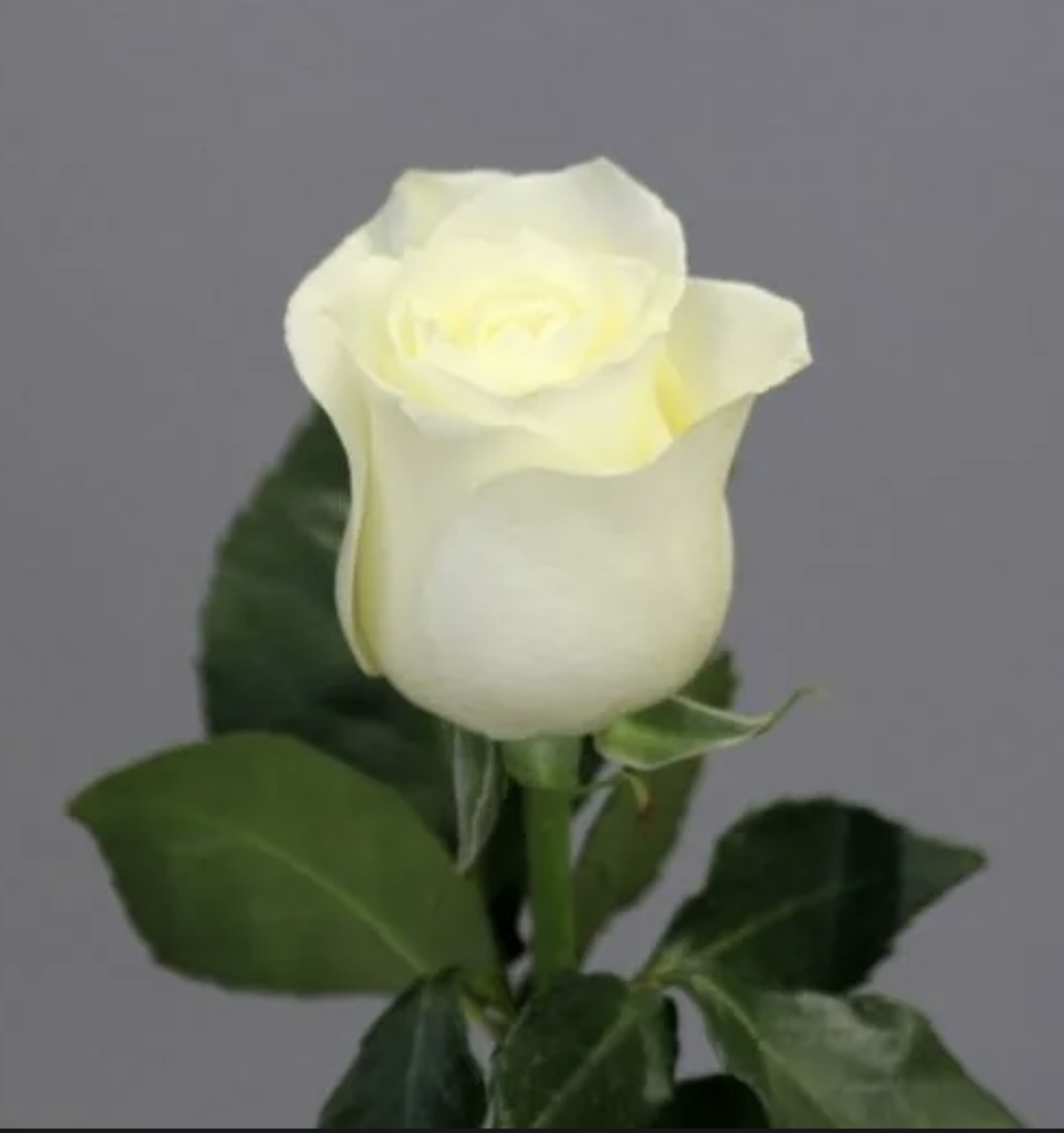 Голландская белая роза 1шт 1метр